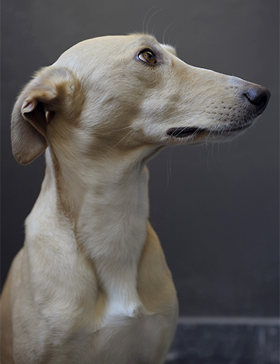 eddy-wenting-photography-dog-portrait-lepel